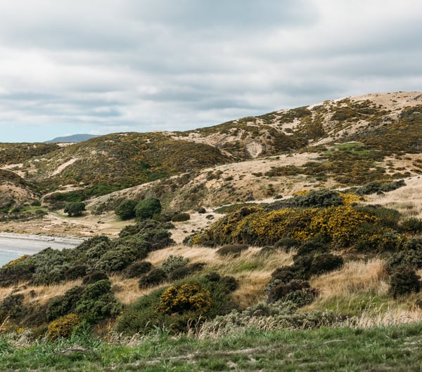 Grassland and hills overlooking the sea.