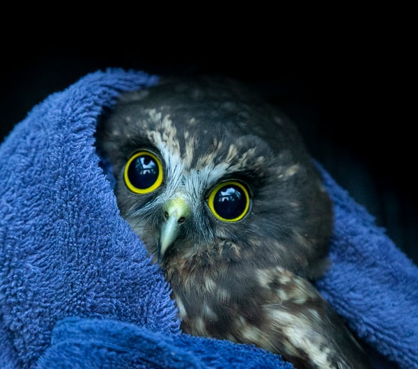 A rescued morepork cuddling up in a blue towel.