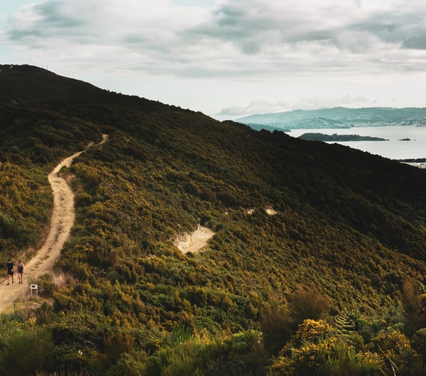 People biking on a trail in native bush.