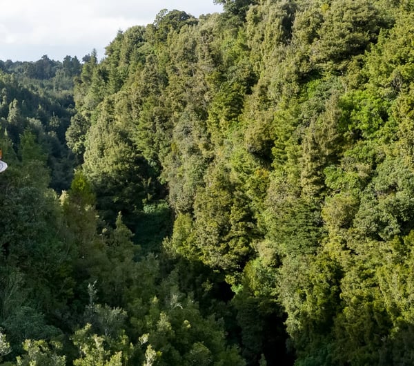 Canopy Tours Ultimate Cliff Walk in Rotorua.