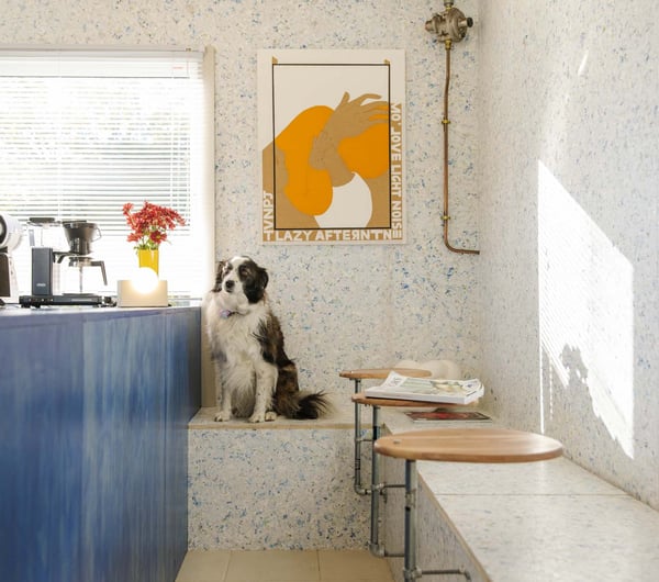 Dog sitting on bench seating at Odds Coffee in Christchurch