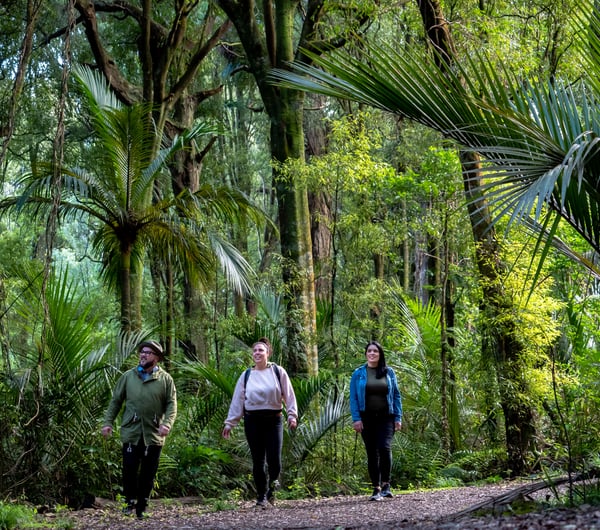 Group of three walking through the forest.