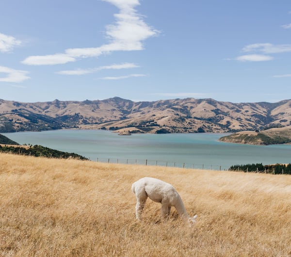 Alpaca grazing on farmland overlooking Akaroa harbour