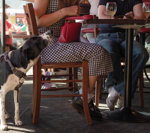 Dog under table at Moon Under Water in Christchurch