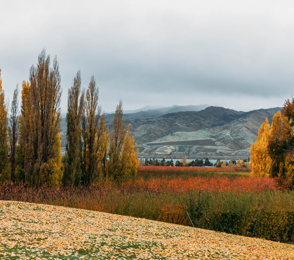 Autumn views looking out across Jackson Orchards and the lake in Cromwell