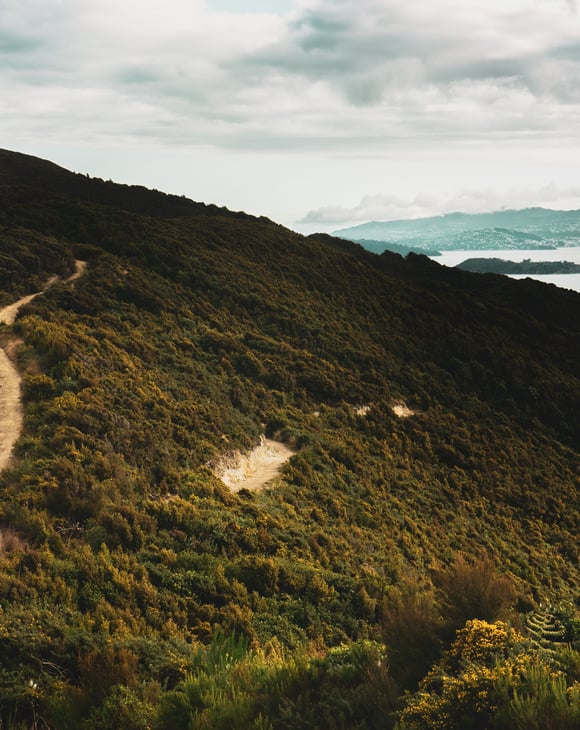 People biking on a trail in native bush.