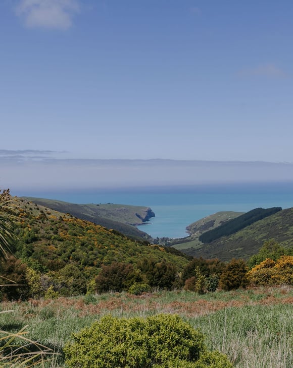 Native bush in the hills of Hinewai Reserve overlooking the Akaroa Harbour