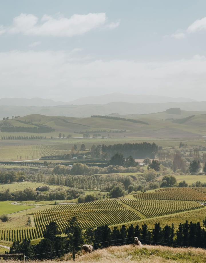 The rolling hills of North Canterbury during sunset.
