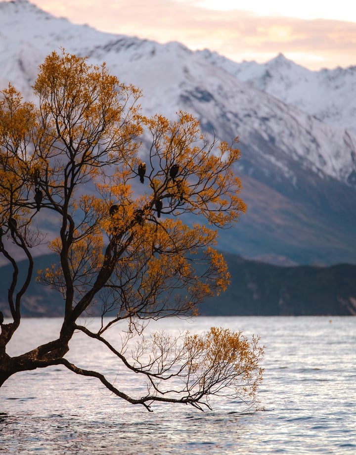 Tree growing in Lake Wānaka with snowy mountains in the background. Photograph by Casey Horner.