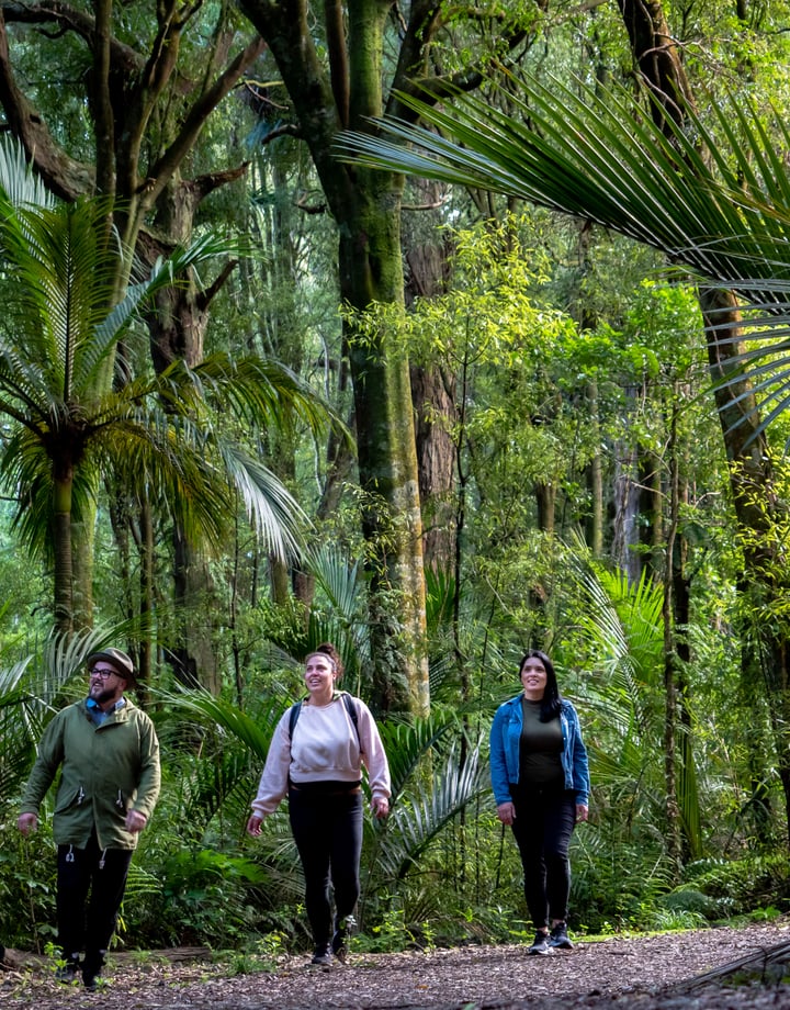 Group of three walking through the forest.