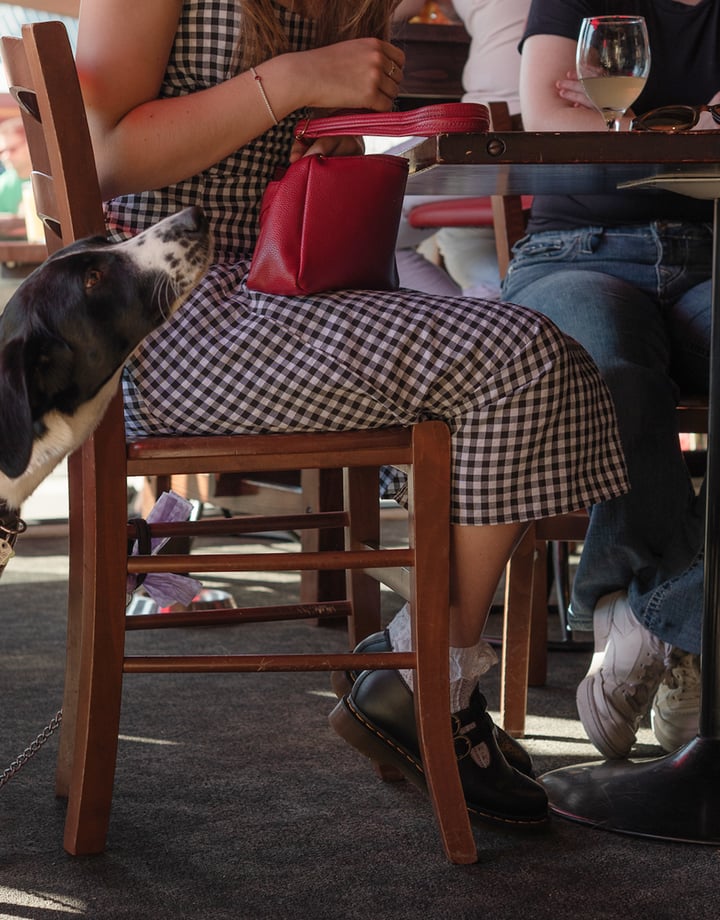 Dog under table at Moon Under Water in Christchurch