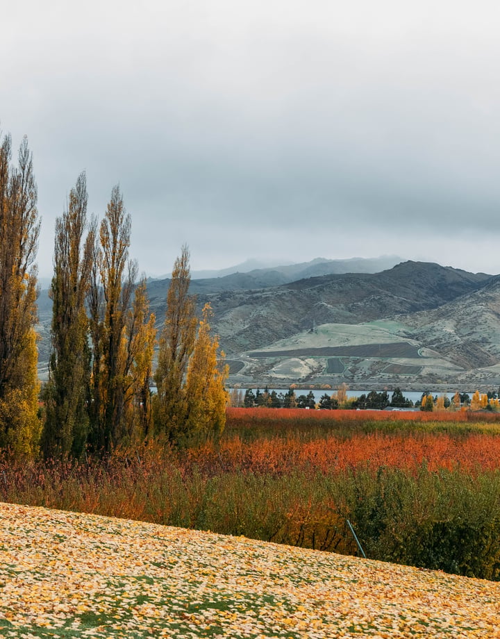 Autumn views looking out across Jackson Orchards and the lake in Cromwell