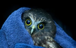 A rescued morepork cuddling up in a blue towel.