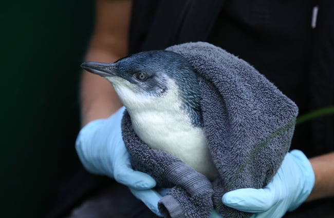 A blue penguin being held in a grey towel by a worker.