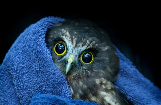 A rescued morepork cuddling up in a blue towel.