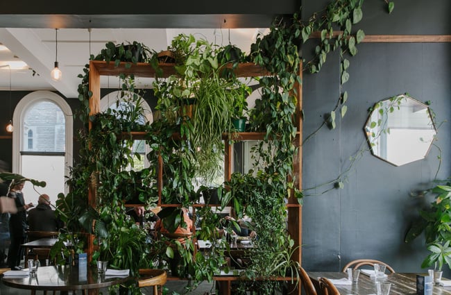 A wooden shelving unit in the middle of the room covered in hanging green plants.