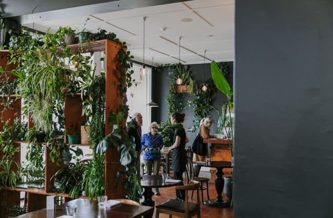 The Cucina restaurant in Oamaru with green plants scattered around the interior.