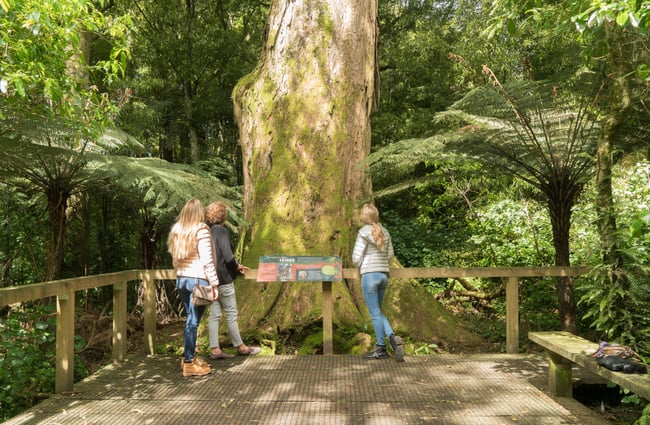Three people standing at the base of a tree.