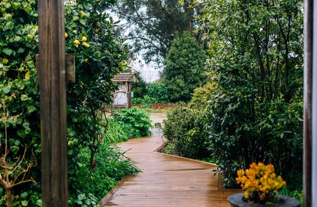 A path through the middle of a green garden.