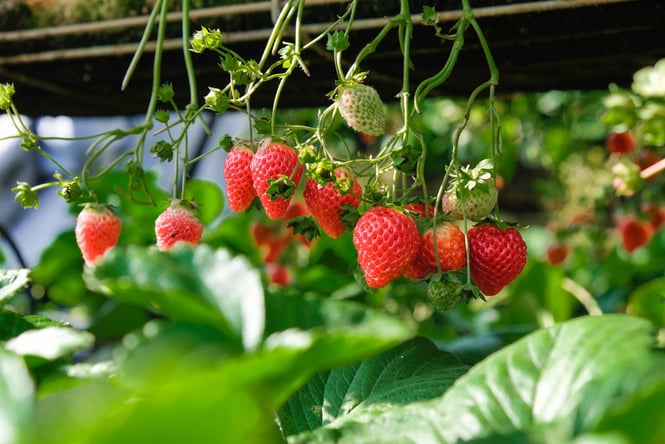Close up of strawberries on plant by Henry & Co.