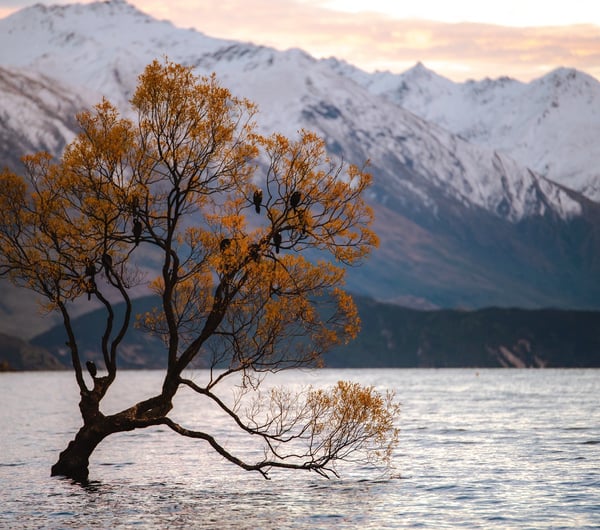 Tree growing in Lake Wānaka with snowy mountains in the background. Photograph by Casey Horner.