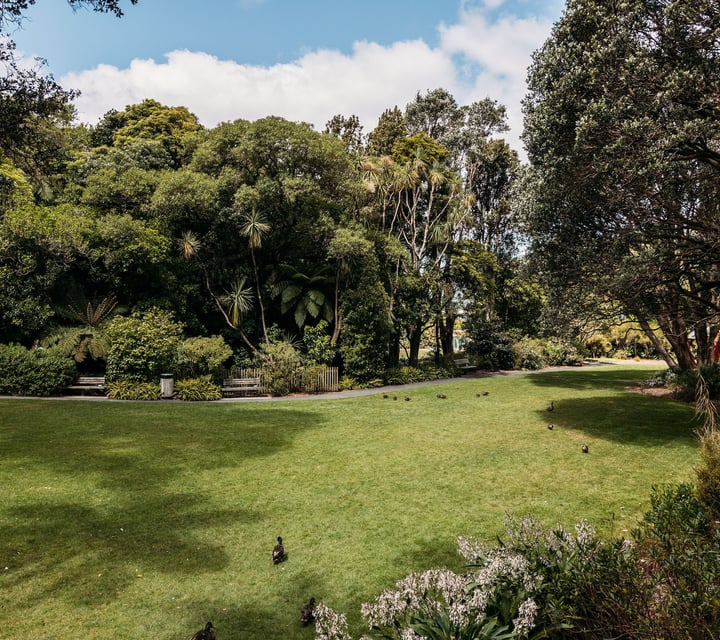Grassy picnic spot with benches and ducks wandering around in Percy Scenic Reserve