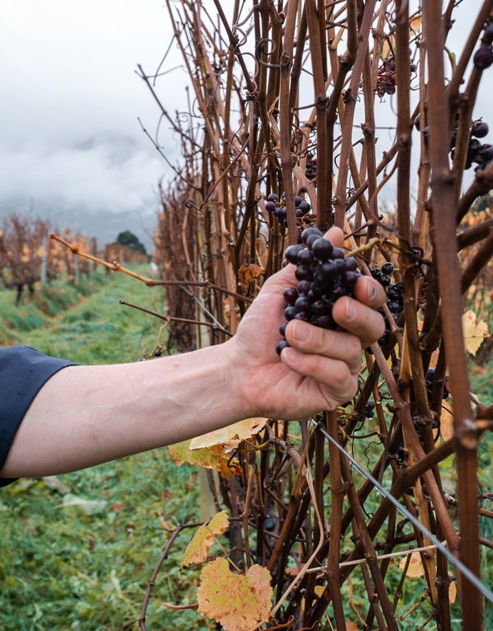 A hand holds a bunch of dark red grapes growing on a vine at Esses in Kaikōura.