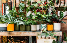 A table filled with different coloured pots and big leafy plants.