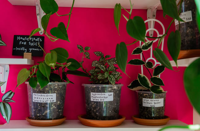 House plants for sale at Bonobo, on shelves against the bright pink wall.