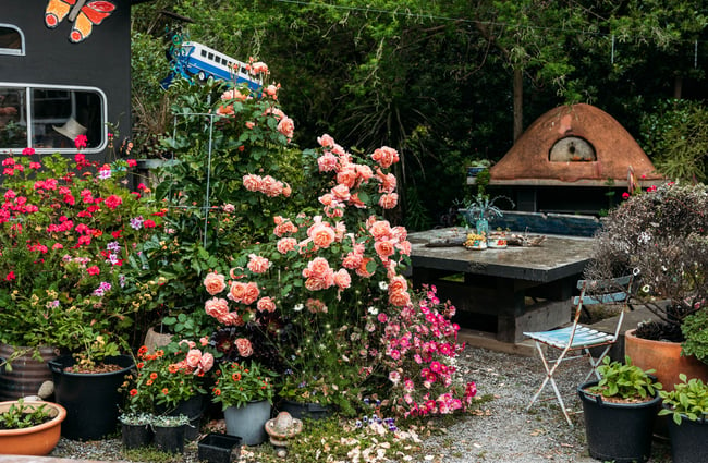 Roses and other bushes outside an outdoor pizza cooking area.