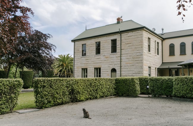 A cat standing in front of the white stone exterior of Casa Nova House in Oamaru.