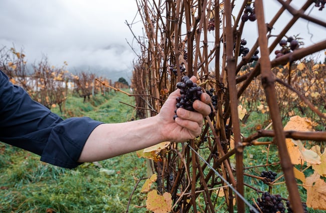 A hand holding a bunch of grapes in a vineyard on an autumn day.
