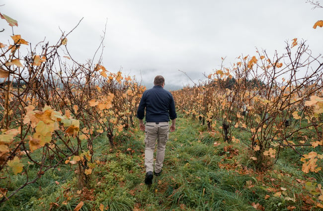 A man walking through a vineyard on an autumn day.