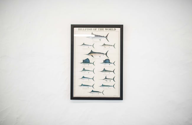 Framed fish poster against a white wall.