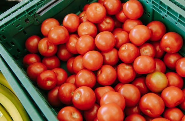 A big green produce tub filled with bright red tomatoes.