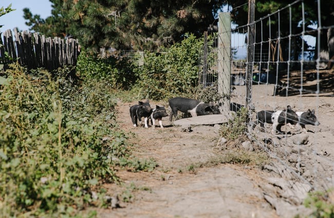 Piglets on the farm at Hapuku Kitchen.