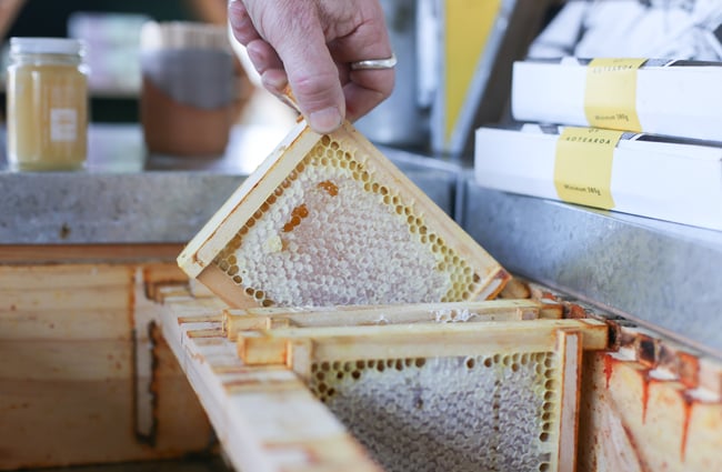 Close up of person pulling up fresh Honey comb oozing honey.