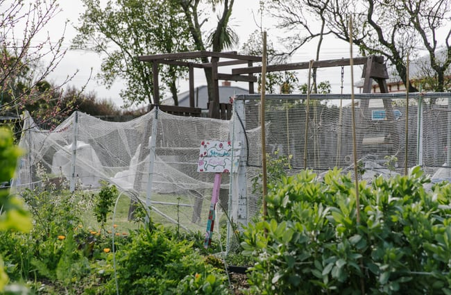 A netted area amongst the community gardens in New Brighton.