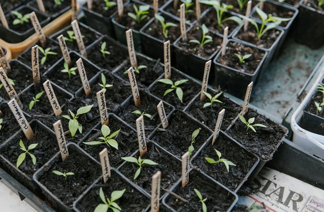 A close up of seedlings.