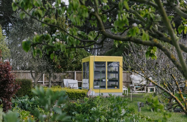 A yellow box for propagating plants nestled amongst the community garden.