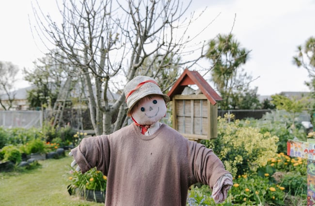 A close up of a scarecrow amongst the vegetables.