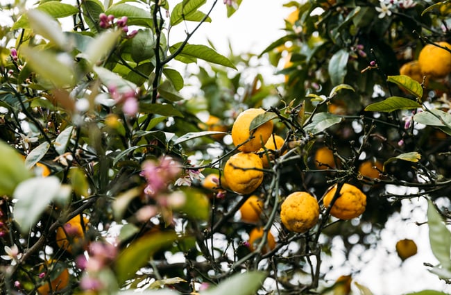 A close up of lemons on a tree.