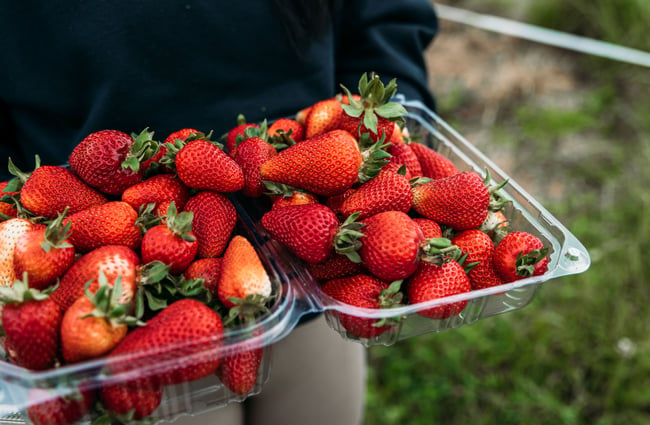 Hands holding a large container of freshly picked strawberries.