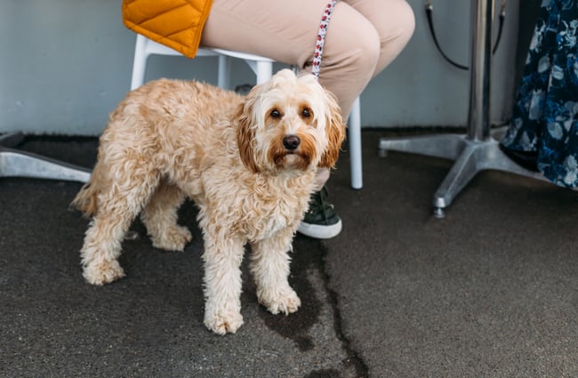 A cream coloured dog outside a cafe looking to camera.