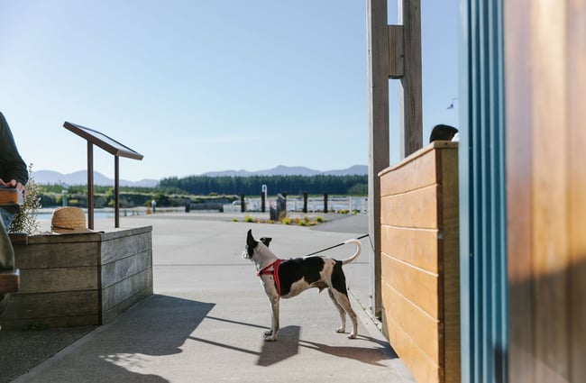 Dog waiting patiently outside Alberta's, Māpua Wharf.