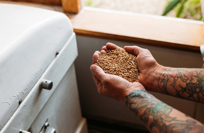 Two hands holding onto grain.