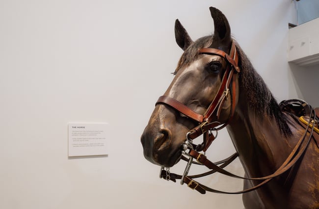 Close up of the model horse's face at Canterbury Museum in downtown Christchurch.