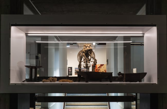 Dinosaur skeleton on display with old bowls in a case in the foreground at Canterbury Museum in downtown Christchurch.