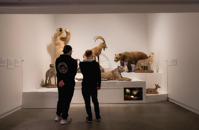 Two men looking at taxidermied exotic animals at Canterbury Museum in downtown Christchurch.