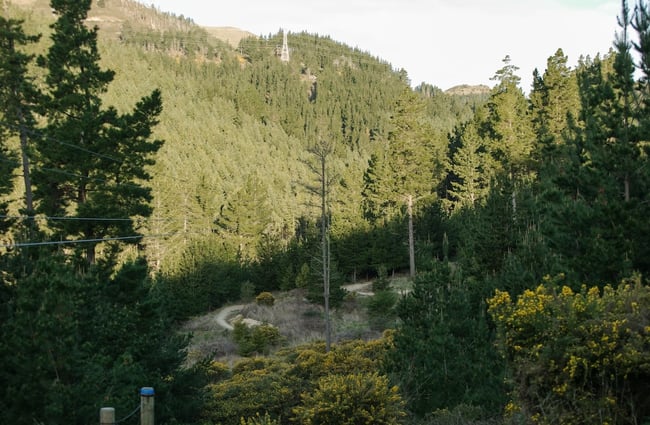 Sun on the forest and mountain biking tracks' sweeping corners in the open at Christchurch Adventure Park.